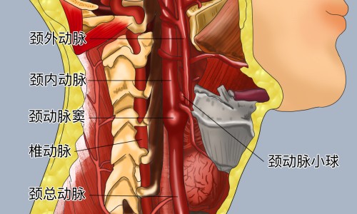 小安素的利弊-小安素的最佳吃法、小安素吃多久停一停 -小安素吃法网